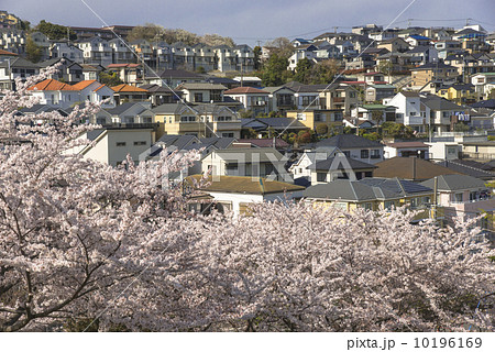 故郷の桜 故郷の桜 10196169