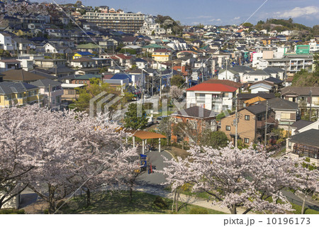 故郷の桜 故郷の桜 10196173
