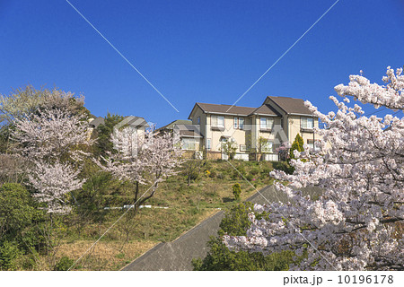 故郷の桜 10196178