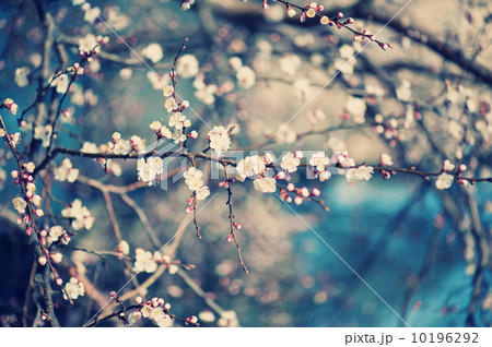 Apricot tree flower Apricot tree flower 10196292