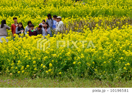 菜の花 菜の花 10196581