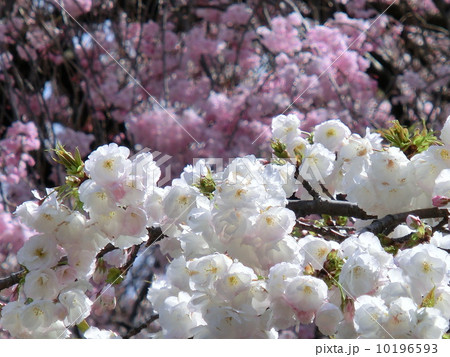 桜の花 10196593