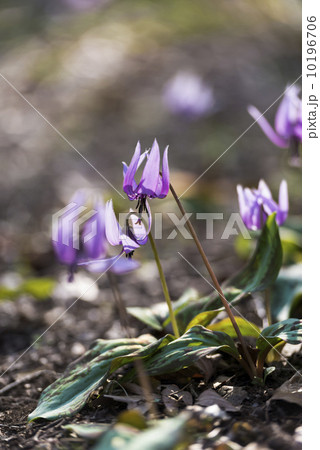 Japanese dog's tooth violet flowers,in Showa Kinen Park,Tokyo,Japan 10196706