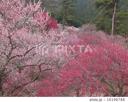 吉野梅郷 10196788