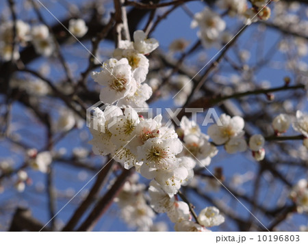 吉野梅郷 吉野梅郷 10196803