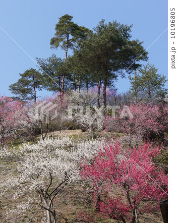 吉野梅郷 吉野梅郷 10196805