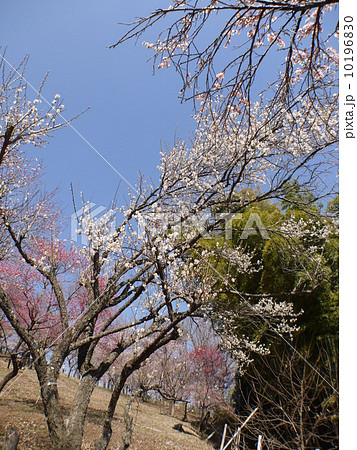 吉野梅郷 吉野梅郷 10196830