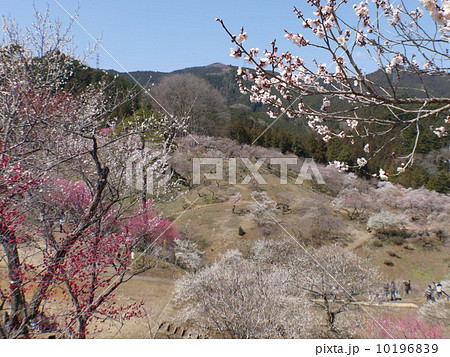 吉野梅郷 吉野梅郷 10196839