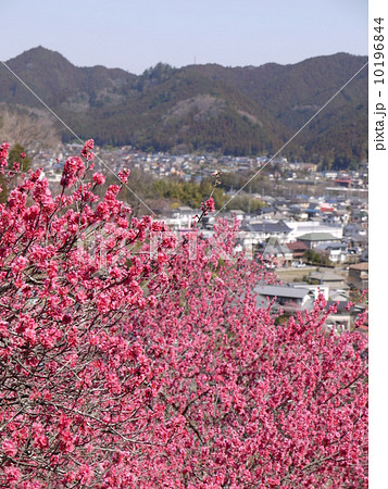 吉野梅郷 吉野梅郷 10196844