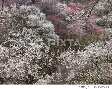 吉野梅郷 10196913