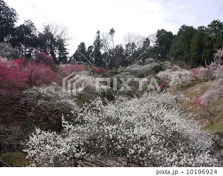 吉野梅郷 吉野梅郷 10196924