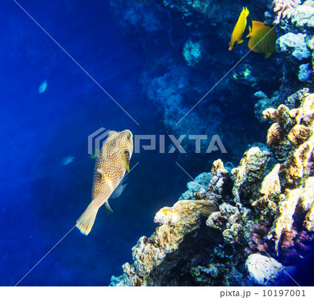 Coral fish 10197001