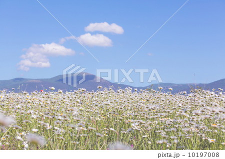 Chamomiles Chamomiles 10197008