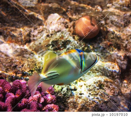 Coral fish 10197010
