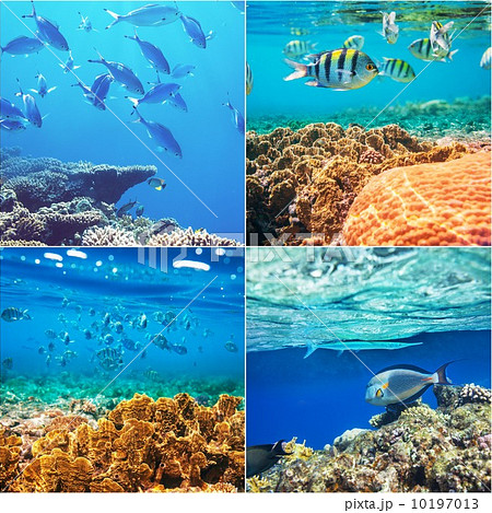 Coral fish 10197013