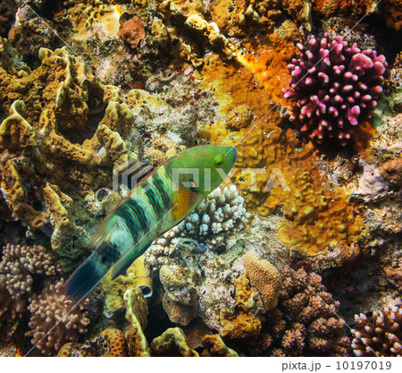 Coral fish Coral fish 10197019