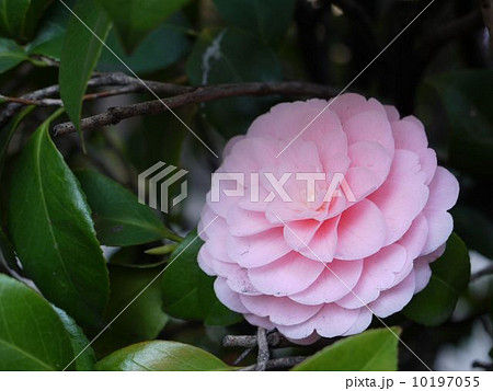 オトメツバキ 10197055