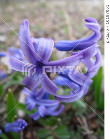 ヒヤシンス・イメージ（４） 10197061