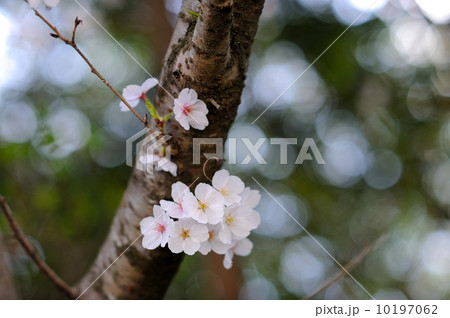 SAKURA2014 10197062