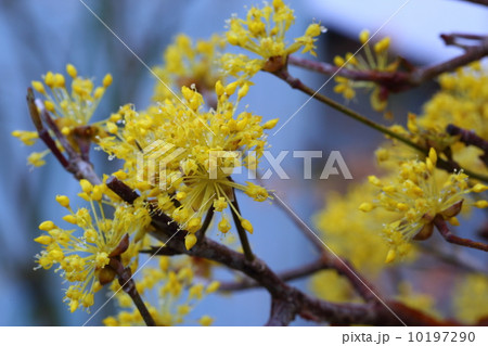 サンシュユ 10197290