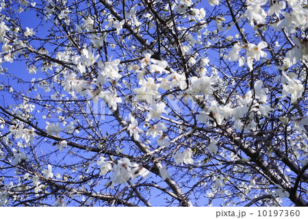 こぶし こぶし 10197360