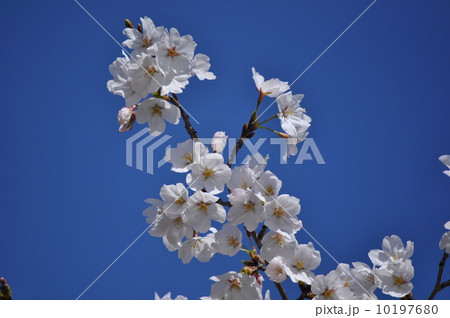 あざやかな青空に桜 10197680