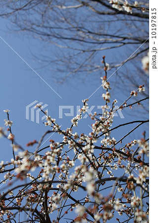 梅　実成枝垂 10197815