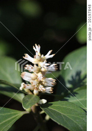 トキワイカリソウ トキワイカリソウ 10197848