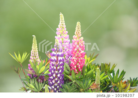 ルピナス ルピナス 10198207