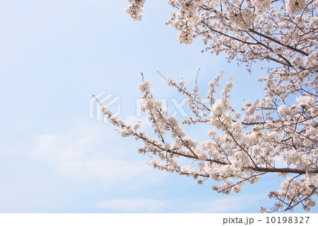 ソメイヨシノ 10198327