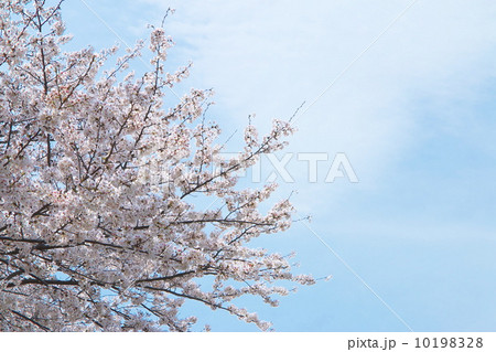 ソメイヨシノ 10198328