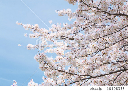 ソメイヨシノ 10198333