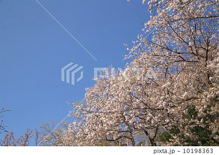 ソメイヨシノ 10198363