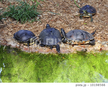Turtles 10198566