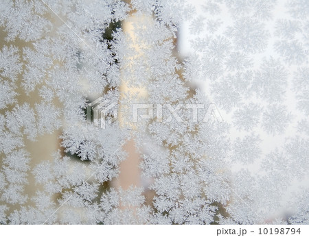 Frozen snowflakes Frozen snowflakes 10198794