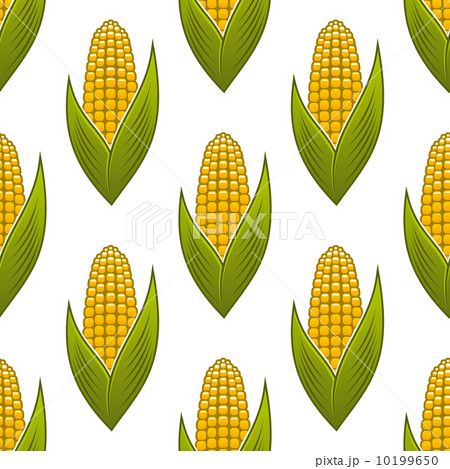 Seamless pattern of ripe golden corn on the cob 10199650