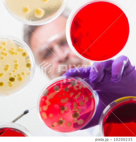 Senior life science researcher grafting bacteria. Senior life science researcher grafting bacteria. 10200235