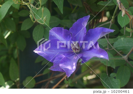 テッセン テッセン 10200461