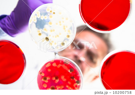 Senior life science researcher grafting bacteria. Senior life science researcher grafting bacteria. 10200758
