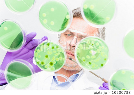 Senior life science researcher grafting bacteria. 10200788