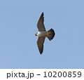 ハヤブサ 10200859