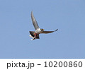 ハヤブサ 10200860