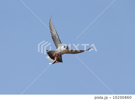 ハヤブサ 10200860