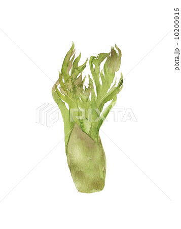 たらの芽の水彩イラスト 10200916