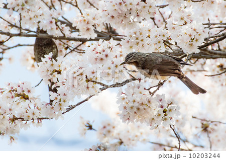 桜とヒヨドリ 桜とヒヨドリ 10203244
