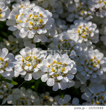 Candytuft (Iberis) in drops of early dew. 10203689
