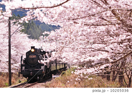 桜並木を行くSL 10205036