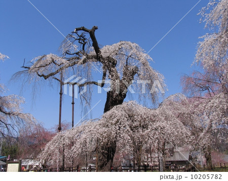 秩父市　清雲寺　しだれ桜　江戸彼岸（天然記念物） 10205782