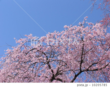 秩父市　清雲寺　しだれ桜 10205785