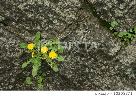 石垣にタンポポ 10205871